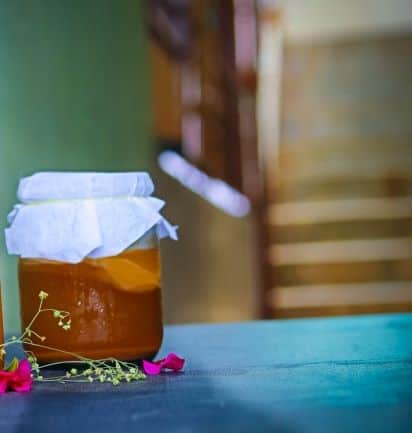 SCOBY culture