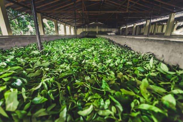 Tea wilting
