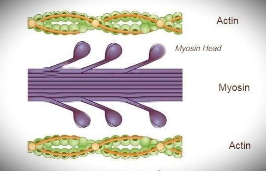 Myosin, myosin head and actin