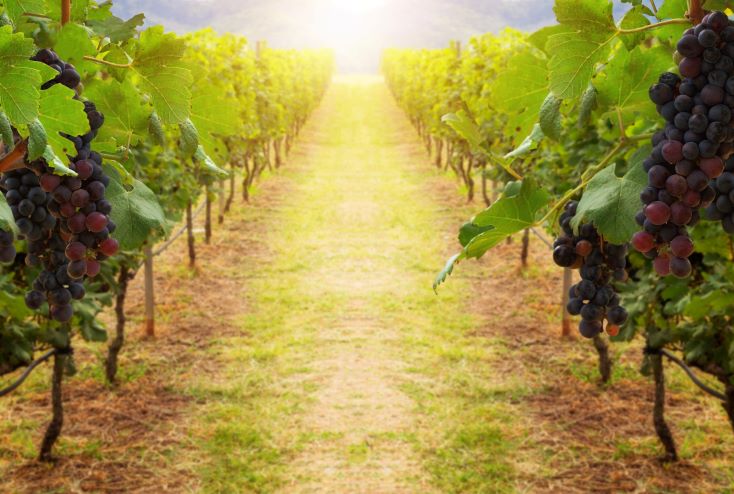 Famous grapes