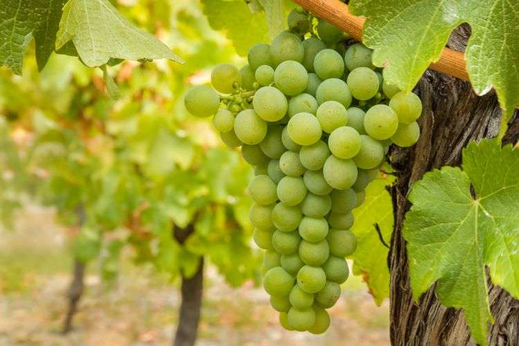 Famous grapes