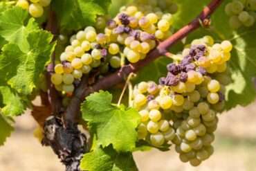 Wine