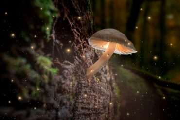 Edible mushrooms